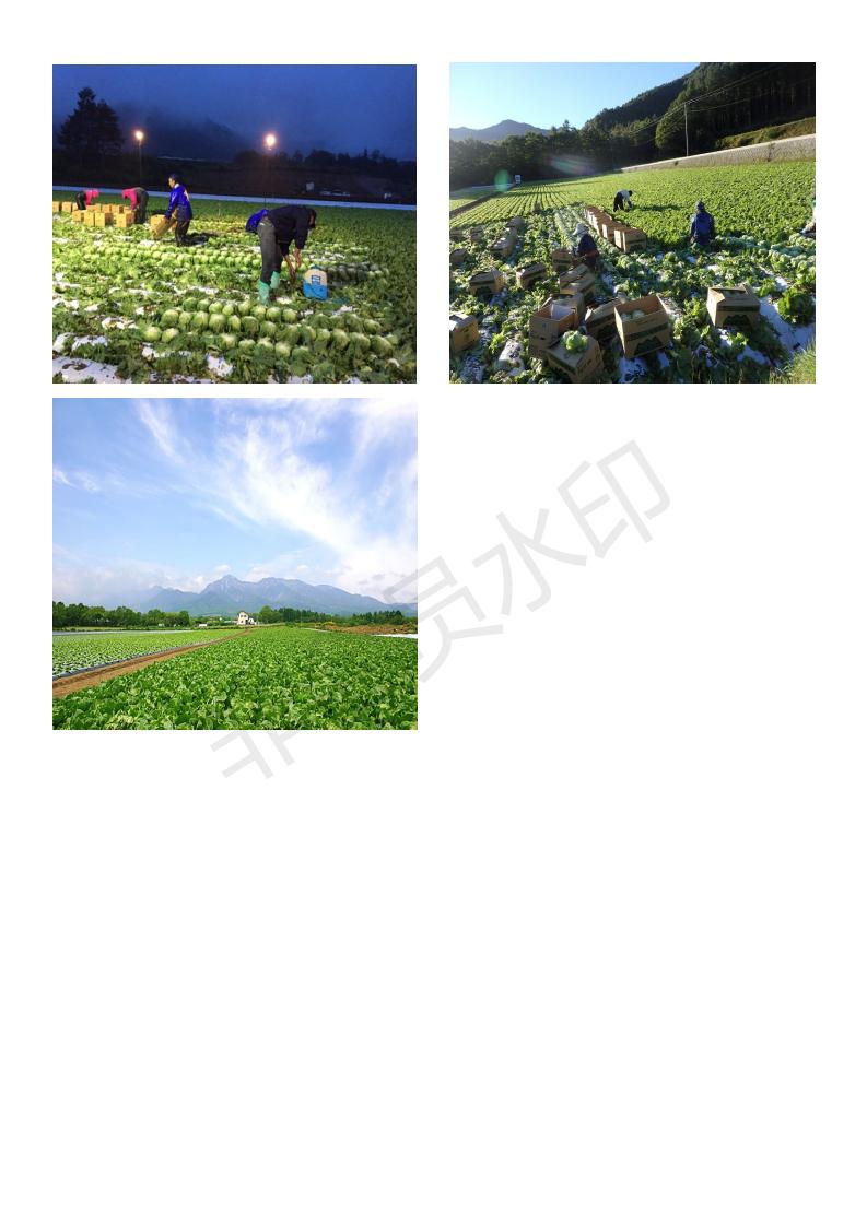 zz-長(zhǎng)野縣短期農(nóng)業(yè)種植實(shí)習(xí)生招工簡(jiǎn)章(21.06.25)_02.jpg